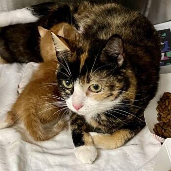 Domestic Short Hair Cats Available for Adoption in St. Louis, Missouri - DEANNA | PetCurious