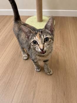 Tempurra -  Extra Toes Cat Hemingway Polydactyl and Calico Cat for Adoption in Dallas, Texas - Tempurra | PetCurious