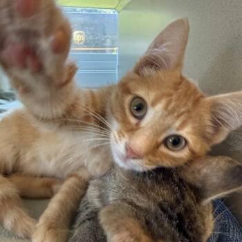 Cubs -  Domestic Short Hair Cat for Adoption in Gloucester, Virginia - Cubs | PetCurious