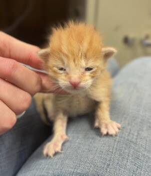 George -  Domestic Short Hair Cat for Adoption in Bemidji, Minnesota - George | PetCurious