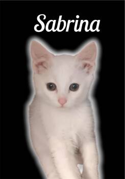 Sabrina -  Domestic Short Hair Cat for Adoption in Auburn, California - Sabrina | PetCurious