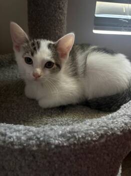 Mandy -  Domestic Short Hair Cat for Adoption in Crown Point, Indiana - Mandy | PetCurious