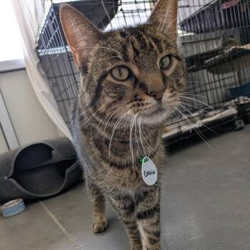Domestic Short Hair Cats Available for Adoption in Normal, Illinois - Calvin | PetCurious