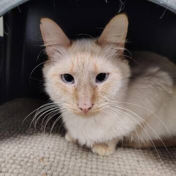 Domestic Long Hair Cats Available for Adoption - "Panda" Pandemonium | PetCurious