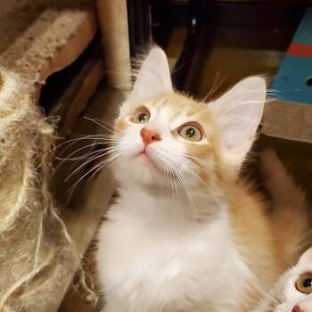 Garrett -  Domestic Short Hair Cat for Adoption in Hemet, California - Garrett | PetCurious