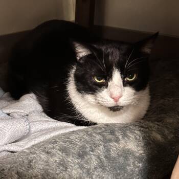 Rescue Domestic Short Hair Cats for Adoption in Chicago, Illinois - Gorganzola | PetCurious