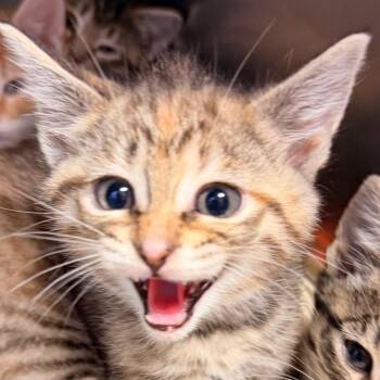 Litha -  Domestic Short Hair Cat for Adoption in Corydon, Indiana - Litha | PetCurious