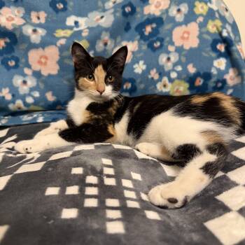 Dolly -  Calico Cat for Adoption in Beach Park, Illinois - Dolly | PetCurious