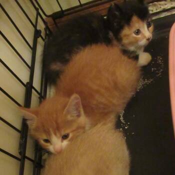 Domestic Short Hair Cats Available for Adoption in Rochester, Minnesota - Heartsy | PetCurious