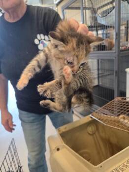Caramel -  Domestic Short Hair Cat Available for Adoption in Bossier City, Louisiana - Caramel | PetCurious