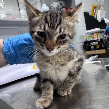 Domestic Short Hair Cats Available for Adoption in Summerville, South Carolina - Oakie | PetCurious