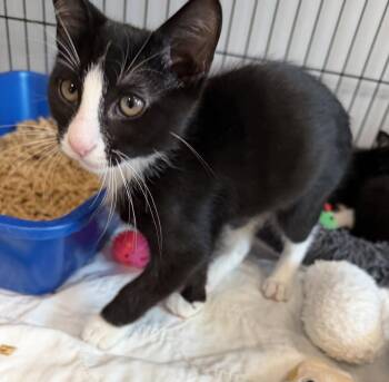 Bucketboy -  Domestic Short Hair Cat for Adoption in INDN HBR BCH, Florida - Bucketboy | PetCurious