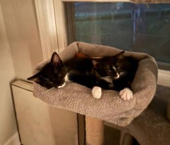 Crouton -  Domestic Short Hair Cat for Adoption in Cary, North Carolina - Crouton | PetCurious