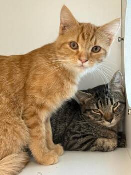 Domestic Short Hair Cats Available for Adoption - David And Patrick | PetCurious