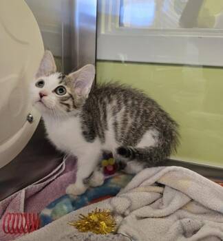 Charlie -  Domestic Short Hair Cat for Adoption in Dickson, Tennessee - Charlie | PetCurious