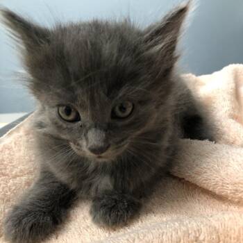 Wilhelmina -  Domestic Short Hair Cat for Adoption in Oak Park, Illinois - Wilhelmina | PetCurious
