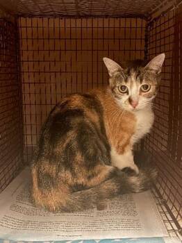 Isabella -  Domestic Short Hair Cat for Adoption in Austin, Texas - Isabella | PetCurious