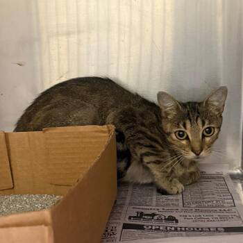 Flower -  Domestic Short Hair Cat for Adoption in Cheyenne, Wyoming - Flower | PetCurious