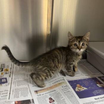 Drew -  Domestic Short Hair Cat for Adoption in Roxboro, North Carolina - Drew | PetCurious