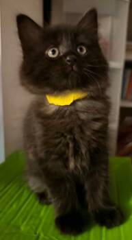Pearl -  Domestic Long Hair Cat for Adoption in Rumford, Maine - Pearl | PetCurious