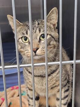 Ashton -  Domestic Short Hair Cat for Adoption in Hopkinsville, Kentucky - Ashton | PetCurious