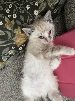 Domestic Short Hair Cats Available for Adoption in Fruit Heights, Utah - Snowbound | PetCurious