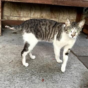 Mint -  Domestic Short Hair Cat for Adoption in Los Angeles, California - Mint | PetCurious