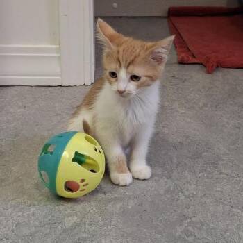 Meg -  Domestic Long Hair Cat for Adoption in Morristown, Vermont - Meg | PetCurious