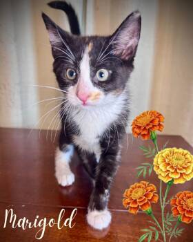 Marigold -  Domestic Short Hair Cat for Adoption in Avoca, Pennsylvania - Marigold | PetCurious