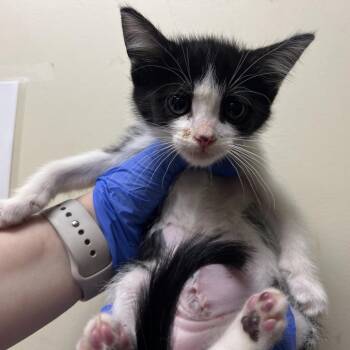 Domestic Short Hair Cats Available for Adoption in Pasadena, California - Minnie | PetCurious