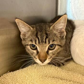 Domestic Short Hair Cats Available for Adoption in Englewood, Florida - Tigger | PetCurious