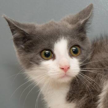 Phil -  Domestic Short Hair Cat for Adoption in Troy, Ohio - Phil | PetCurious