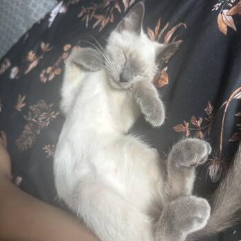 Hocus C70736 -  Siamese Cat for Adoption in Minnetonka, Minnesota - Hocus C70736 | PetCurious