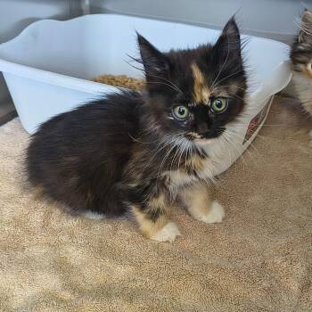 Estrella -  Domestic Medium Hair Cat for Adoption in Moses Lake, Washington - Estrella | PetCurious