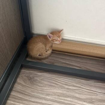 XSpooky 30 -  Domestic Short Hair Cat for Adoption in Austin, Texas - XSpooky 30 | PetCurious
