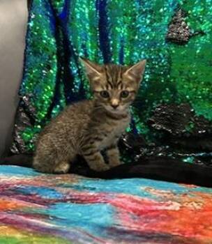 Browt -  Domestic Short Hair Cat for Adoption in Ruskin, Florida - Browt | PetCurious