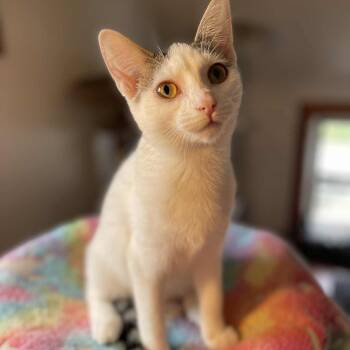 Rescue Domestic Short Hair Cats for Adoption in Rochester, Minnesota - Backpack | PetCurious