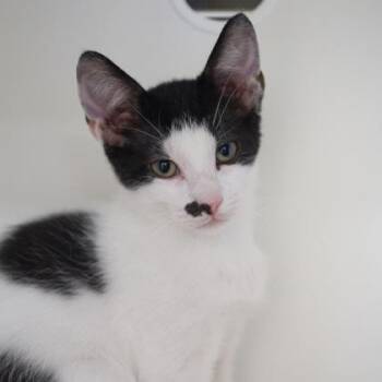 Wallaby -  Domestic Short Hair Cat for Adoption in Verona, Wisconsin - Wallaby | PetCurious