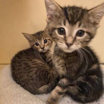 Max -  Domestic Short Hair Cat for Adoption in Dayton, Ohio - Max | PetCurious