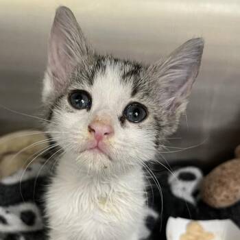 Nugget -  Domestic Short Hair Cat for Adoption in West Palm Beach, Florida - Nugget | PetCurious