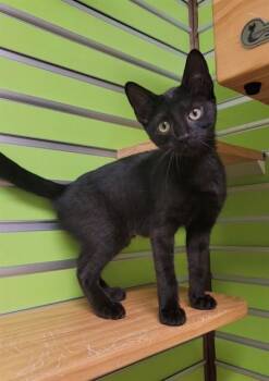 GEMMA -  Domestic Short Hair Cat for Adoption in St. Peters, Missouri - GEMMA | PetCurious