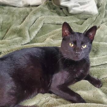 Domestic Short Hair Cats Available for Adoption in Ferndale, Washington - Midnight | PetCurious