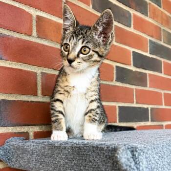 Lucia -  Domestic Short Hair Cat for Adoption in Chesapeake, Virginia - Lucia | PetCurious