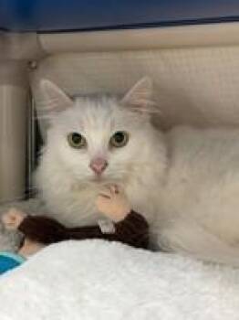 Darcy -  Domestic Medium Hair Cat for Adoption in Whitby, Ontario - Darcy | PetCurious