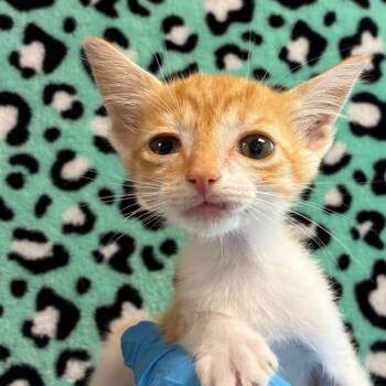 Mamba -  Domestic Short Hair Cat for Adoption in San Antonio, Texas - Mamba | PetCurious