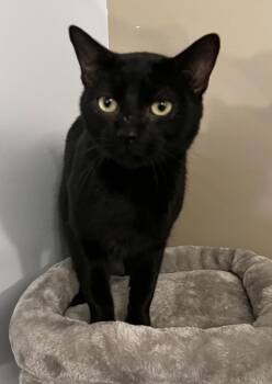 Domestic Short Hair Cats Available for Adoption - Coal | PetCurious