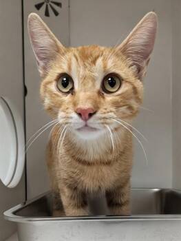SUNSHINE - ADOPTION PENDING -  Domestic Short Hair Cat for Adoption in Ontario, California - SUNSHINE - ADOPTION PENDING | PetCurious
