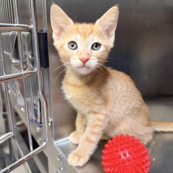 Graham Cracker -  Domestic Short Hair Cat for Adoption in Palm Springs, California - Graham Cracker | PetCurious