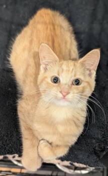 Peaches -  Domestic Short Hair Cat for Adoption in St. Cloud, Minnesota - Peaches | PetCurious