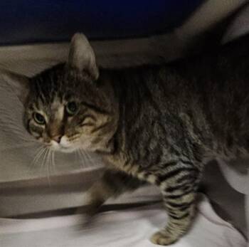 RIDGE -  Domestic Short Hair Cat for Adoption - RIDGE | PetCurious
